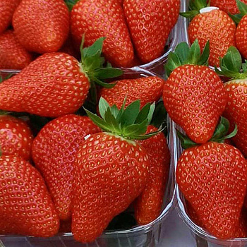 Земляника садовая Франческо (цена за 40 шт) ОСП