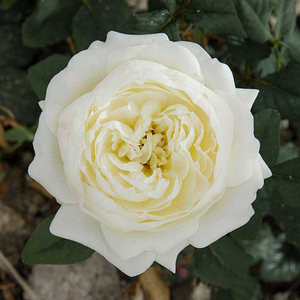 Роза шраб Кейра (английская) Садовита