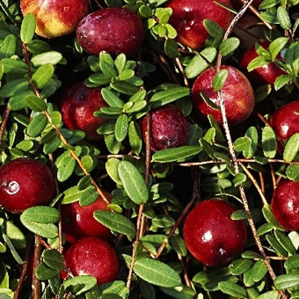 Клюква Крупноплодная Пилгрим P9