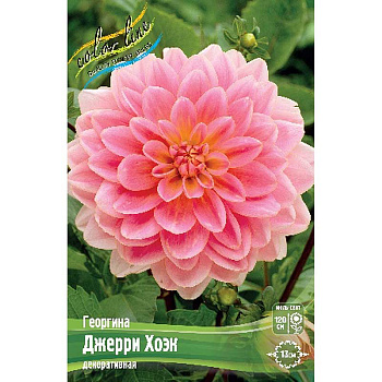 Георгина Джерри Хоэк I 1 шт