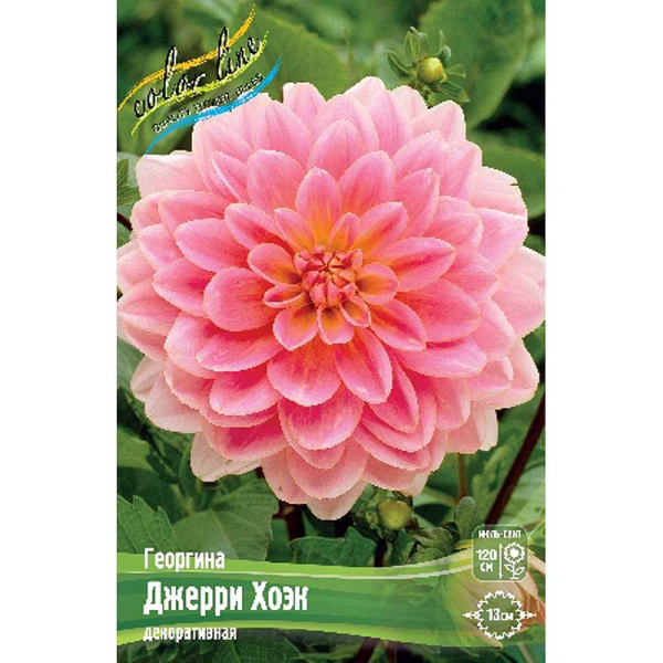 Георгина Джерри Хоэк I 1 шт