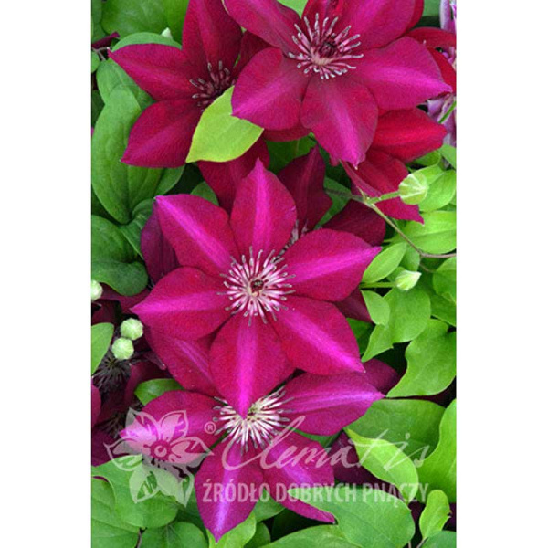 Клематис Перида P9 шт