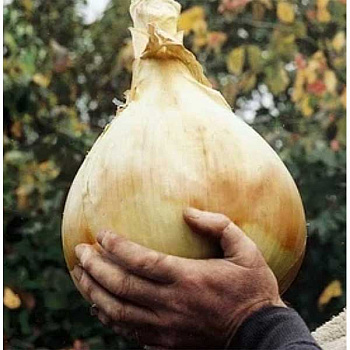 Лук Эксибишен 10`000шт Бейо