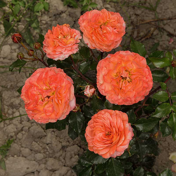 Роза флорибунда Феникс Садовита