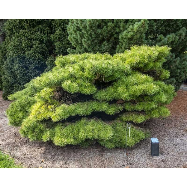 15946 Сосна Густоцветковая Жан Клаус C1.5 ,шт