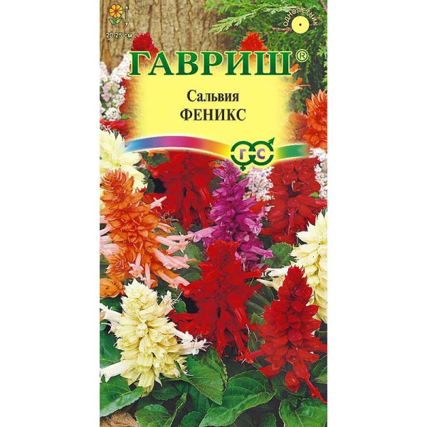 Сальвия Феникс Гавриш Ц 