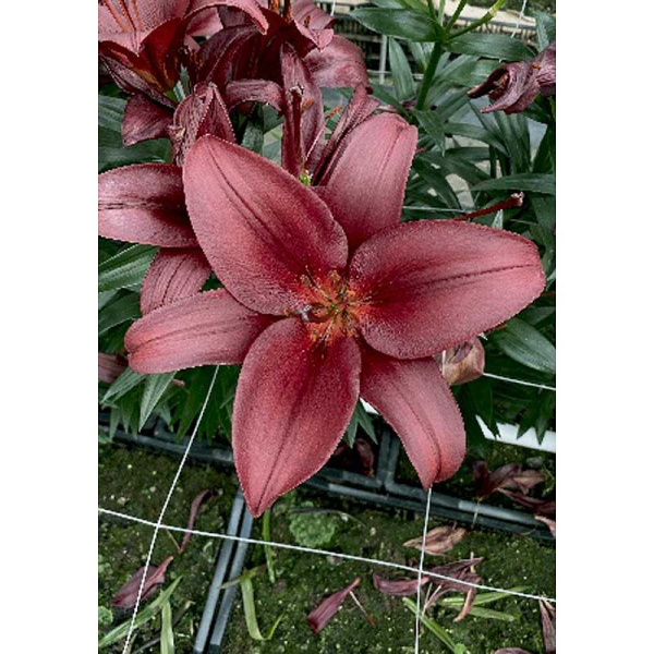 Лилия Баталеон 10/12 2 Эконом шт 