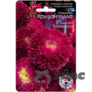 Астра Хризантелла Тропикана Биотехника Ц 