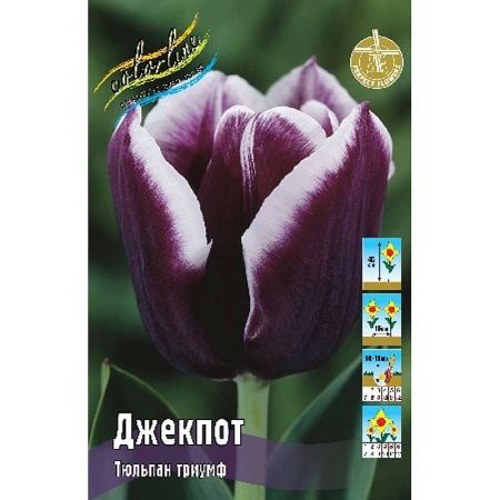 Тюльпан Джекпот 11/12 7 шт