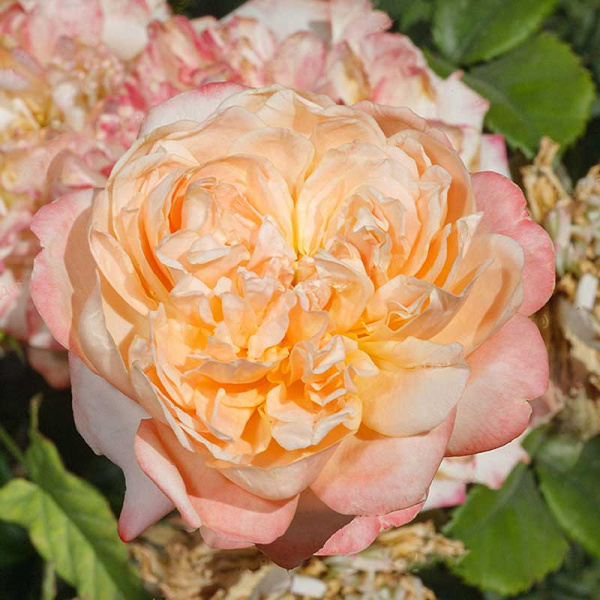 Роза шраб Эдит (английская) Садовита