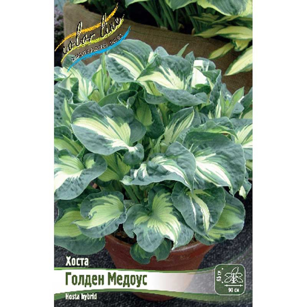 Хоста Голден Медоус 1 n 1 шт 