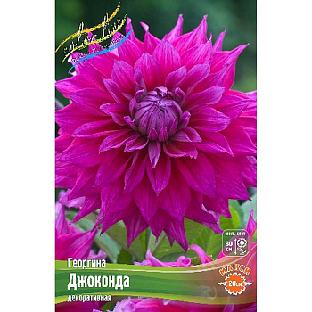 Георгина Джоконда I 1 шт