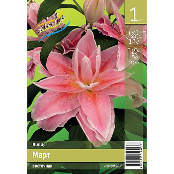 Лилия Март 13/16 1 Эконом шт 