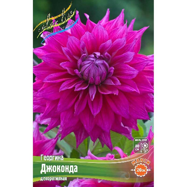 Георгина Джоконда I 1 шт