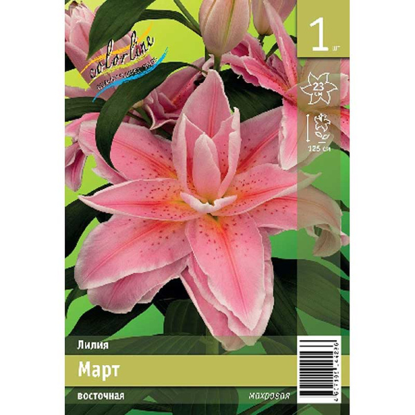 Лилия Март 13/16 1 Эконом шт 