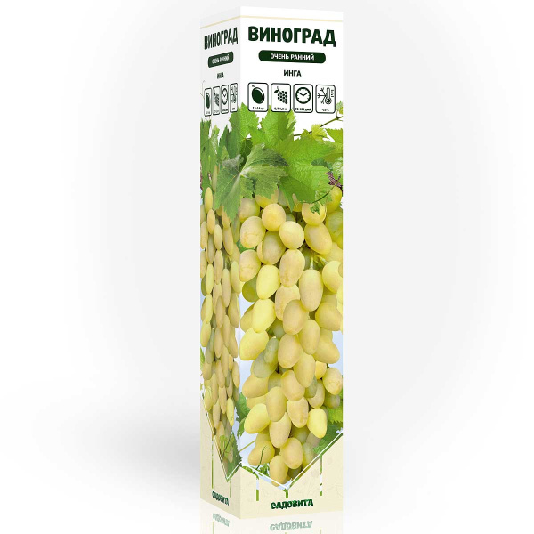 Виноград Инга очень ранний Садовита