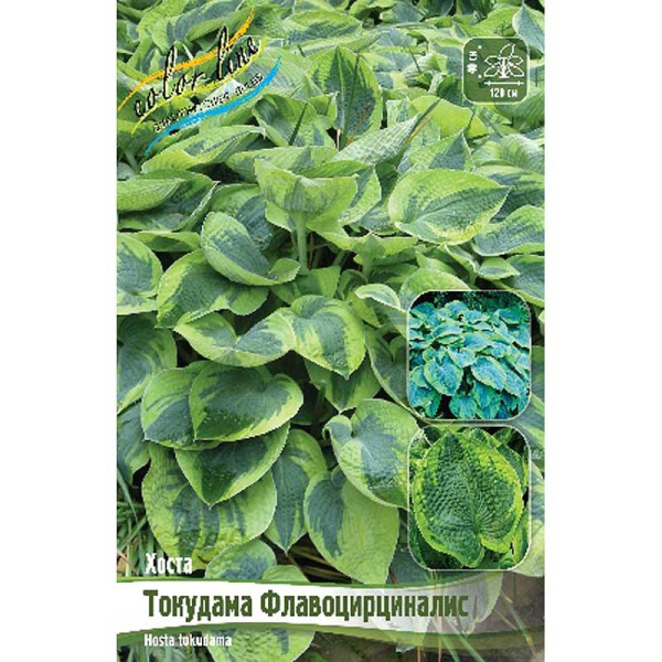 Хоста Токудама Флавоцирциналис 1 n 1 шт