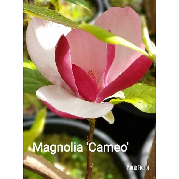 Магнолия Камео C2 шт