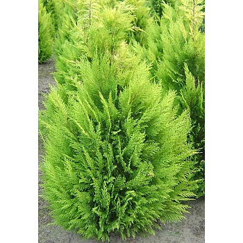 Кипарисовик Лавсона Алюмиголд P9 20-25