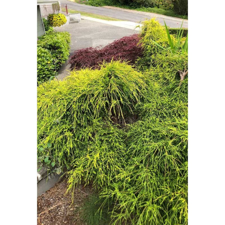 Кипарисовик Chamaecyparis Pisifera Sungold P9 ,шт Садовита 9275