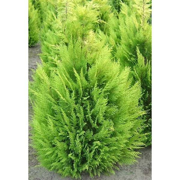 Кипарисовик Лавсона Алюмиголд P9 20-25