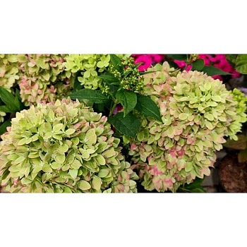 Гортензия Метельчатая Бии Грин P12