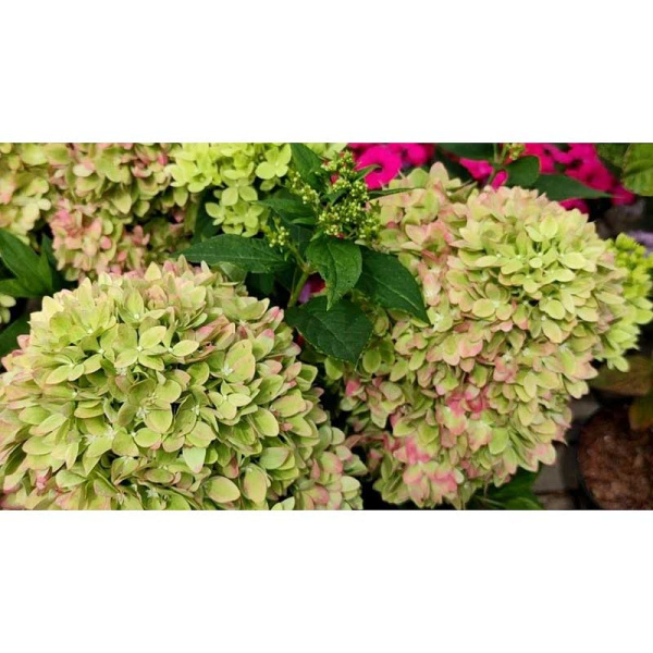 Гортензия Метельчатая Бии Грин P12
