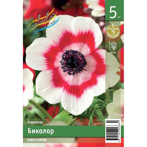 Анемона Биколор 5/6 5 Эконом шт 