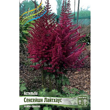 Астильба Сенсейшн Лайтхаус 2/3 n 1 шт
