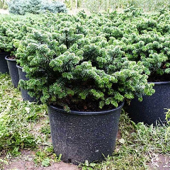 15868 Пихта Бальзамическая Нана C3 20-25cm ,шт
