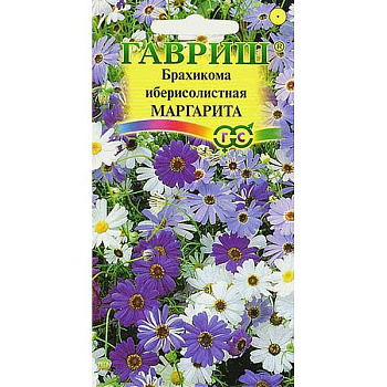 Брахикома Иберисолистная Маргарита Гавриш Ц 