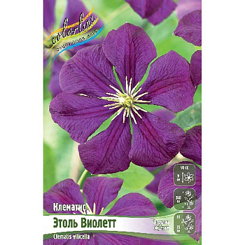 Клематис Этоль Виолетт I 2 шт
