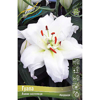 Лилия Гуапа 12/14 25 шт Биг-пак 11137