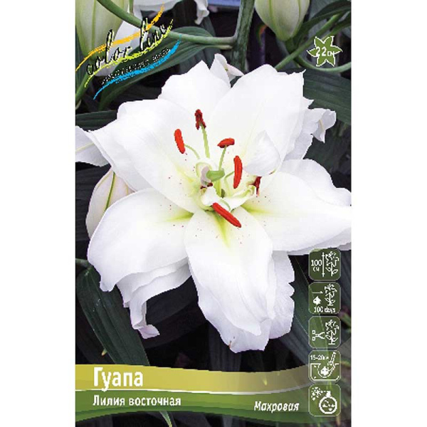 Лилия Гуапа 12/14 25 шт Биг-пак 11137