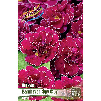 Примула Barnhaven Фру Фру I 1 шт 