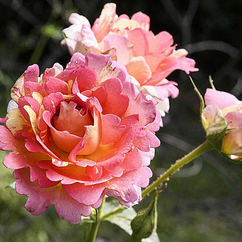 Роза флорибунда Роз де Систэрсьян Садовита