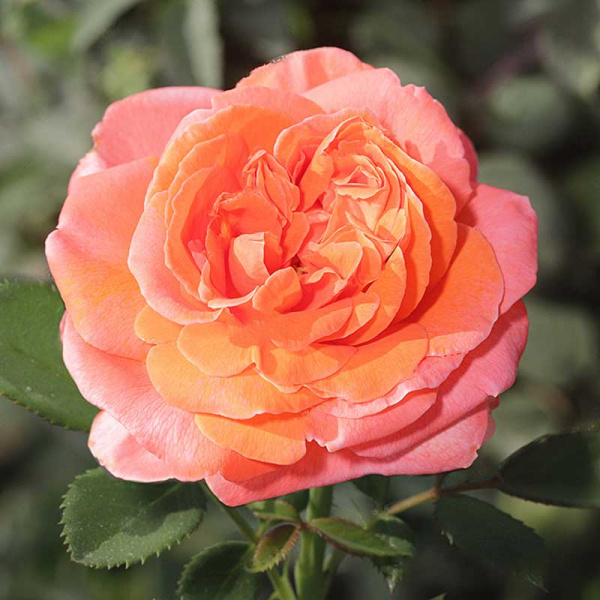 Роза чайно-гибридная Рене Госсини Садовита