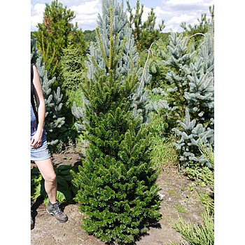 Пихта Белая Фастигата C1.5 шт