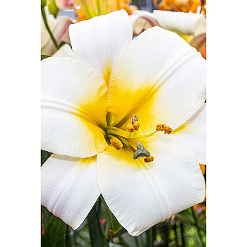 Лилия Уайт Планет 12/14 2 шт Садовита