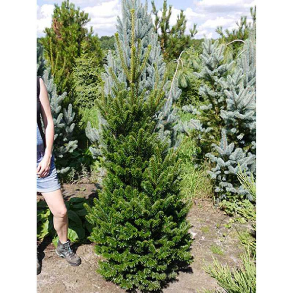 Пихта Белая Фастигата C1.5 шт