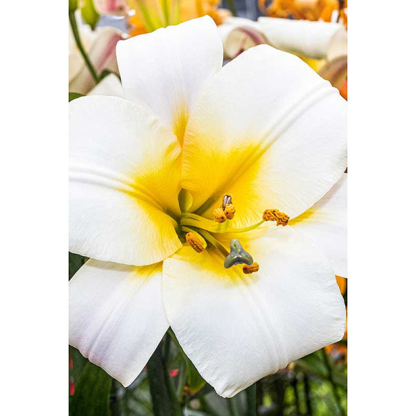 Лилия Уайт Планет 12/14 2 шт Садовита