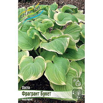 Хоста Фрагрант Букет 1 n 25 шт Биг-пак 7915
