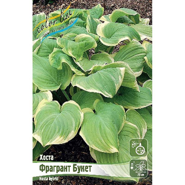 Хоста Фрагрант Букет 1 n 25 шт Биг-пак 7915