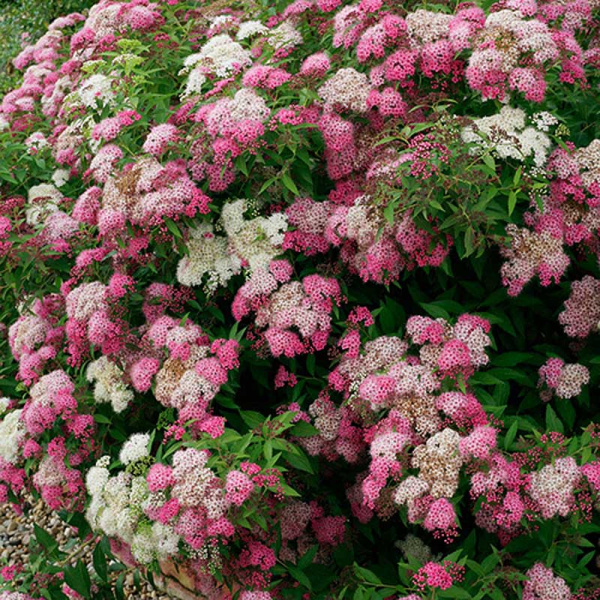 Спирея японская Широбана Р9 шт Садовита