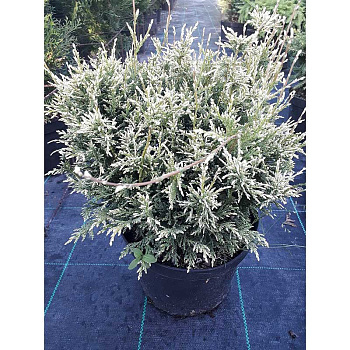 Кипарисовик Горохоплодный Уайт Бьюти P9 15-2