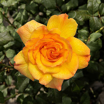 Роза шраб Сахара Садовита