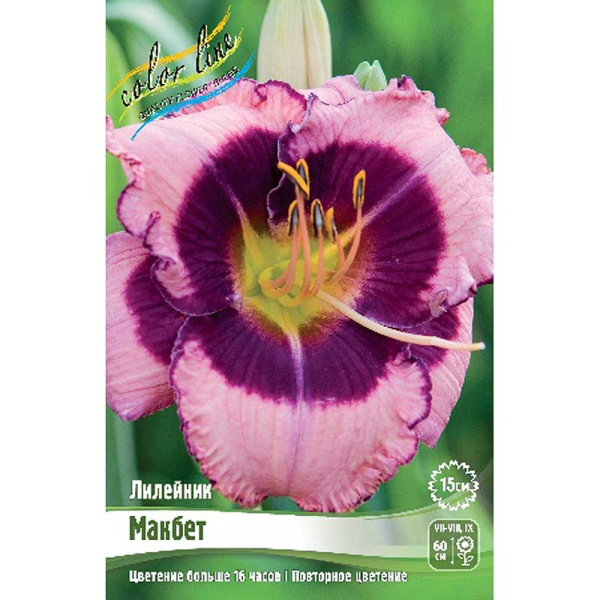Лилейник Макбет I 25 шт Биг-пак 6018
