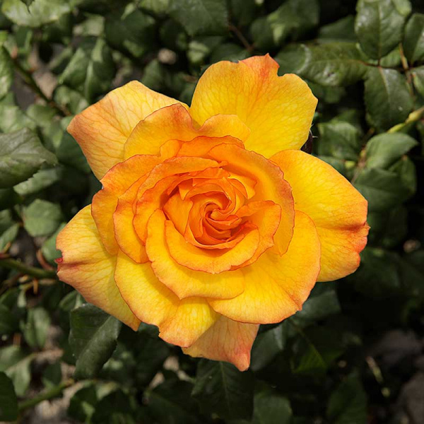 Роза шраб Сахара Садовита