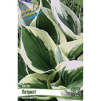 Хоста Патриот 1 n 1 шт