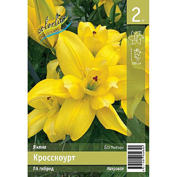 Лилия Кросскоурт 10/12 2 Эконом шт